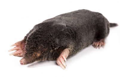 How to Get Rid of Moles 