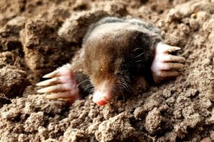 mole on dirt