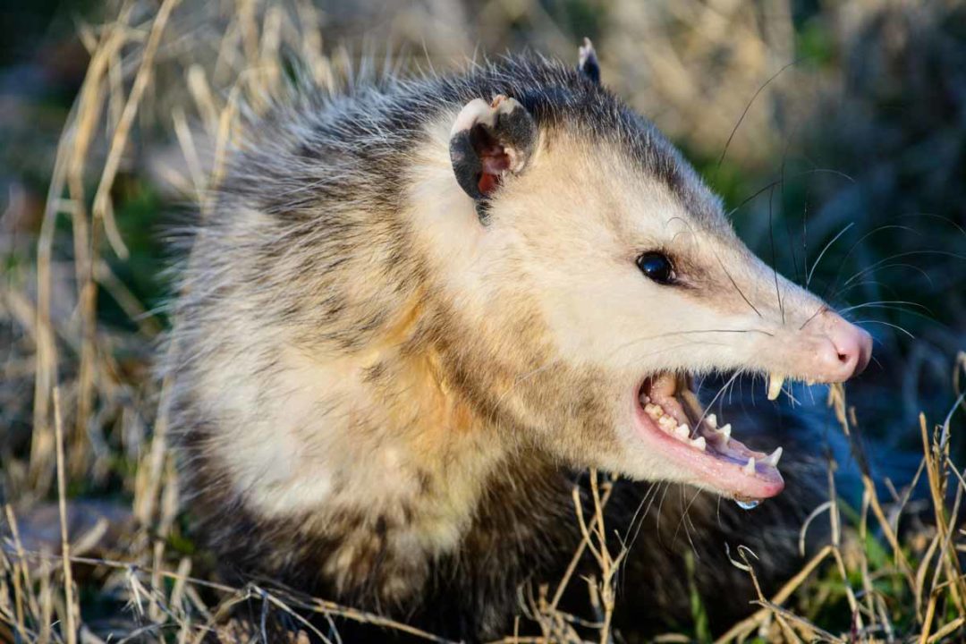 Best Possum Repellent - WildlifeRemoval.com