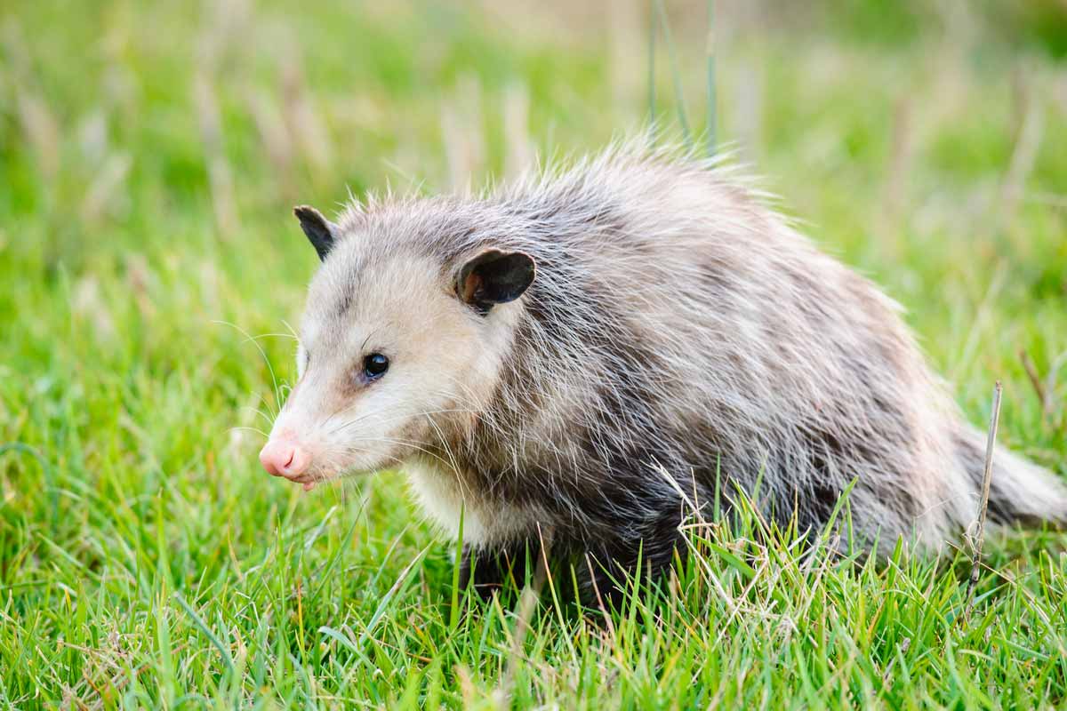 Opossum Dixie Wildlife