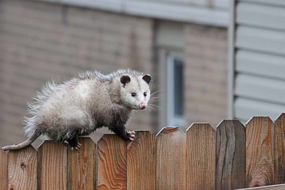 Best Possum Poison