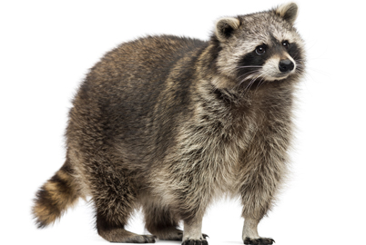Best Raccoon Repellents