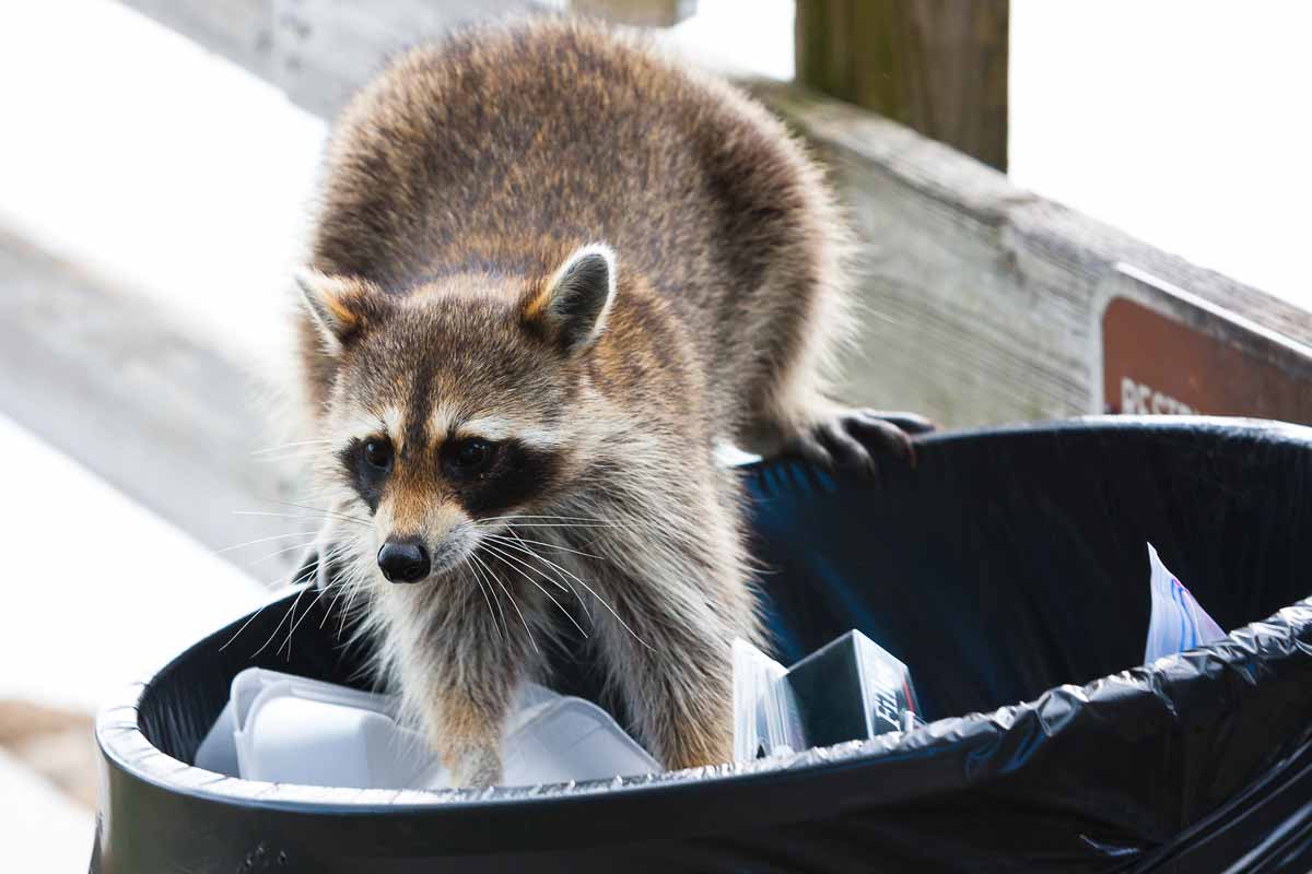 raccoon in trashcan