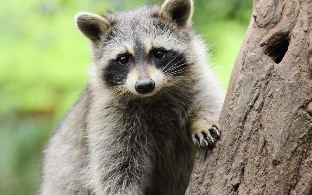 Best Raccoon Bait