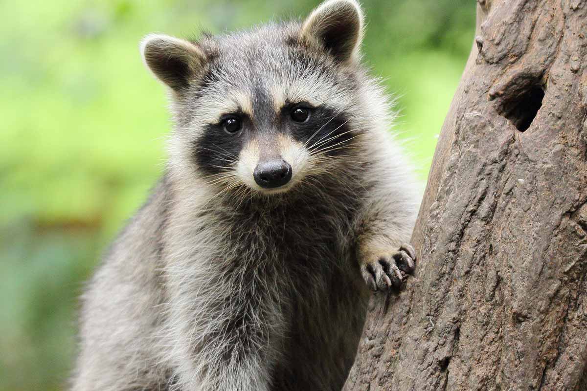 raccoon on a tree