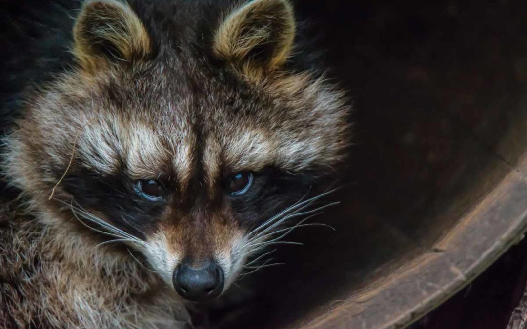 Best Raccoon Traps and Cages
