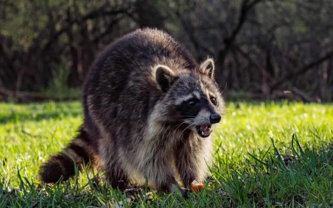 Best Raccoon Poison