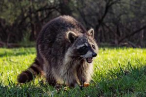 raccoon in the daylight