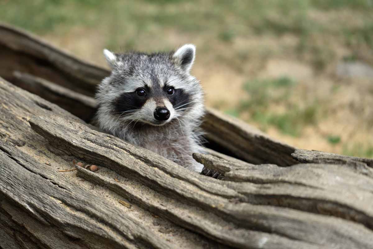 How to Get Rid of Raccoons | WildlifeRemoval.com