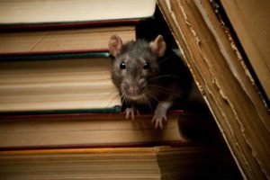 rat in the books