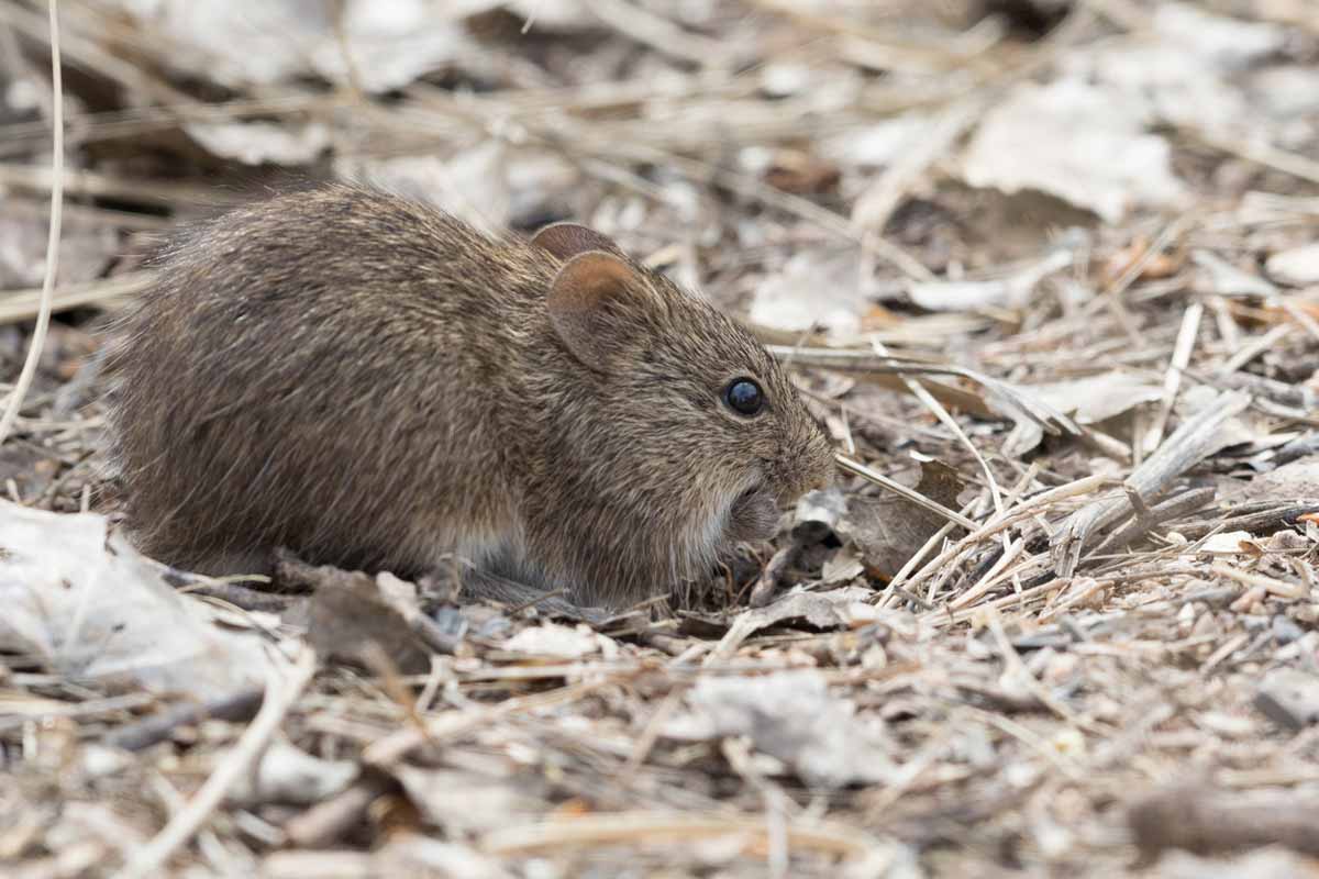 Animal Poop Identification Guide Animal Poop Identification Guide