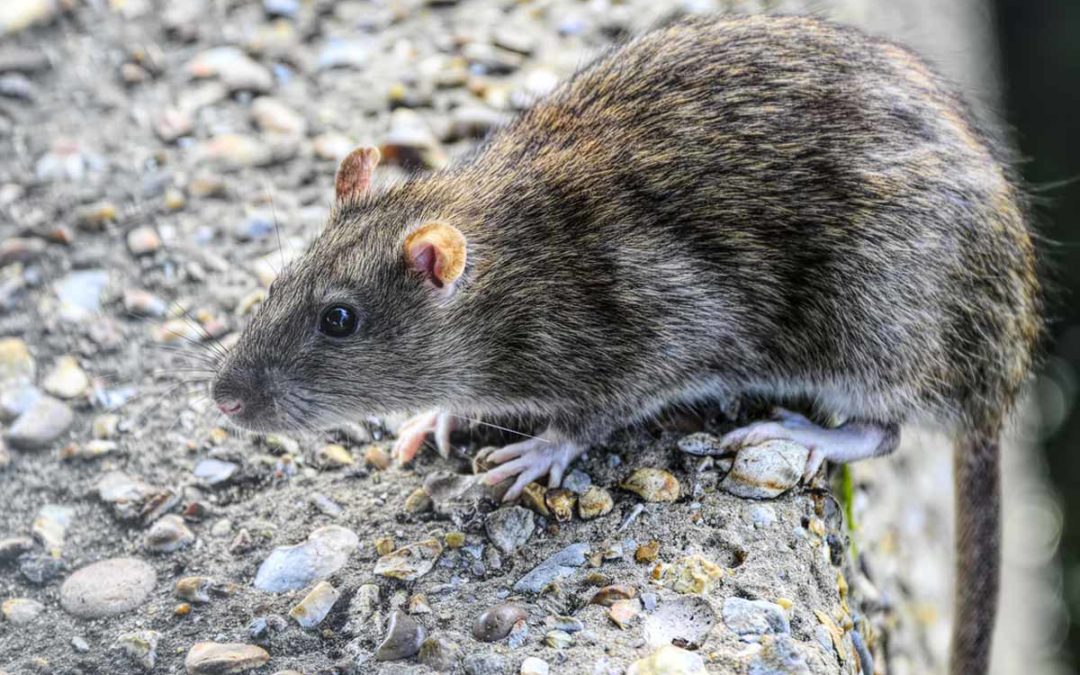 Best Rat Poison Pellets