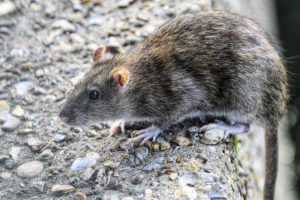 rat on concrete