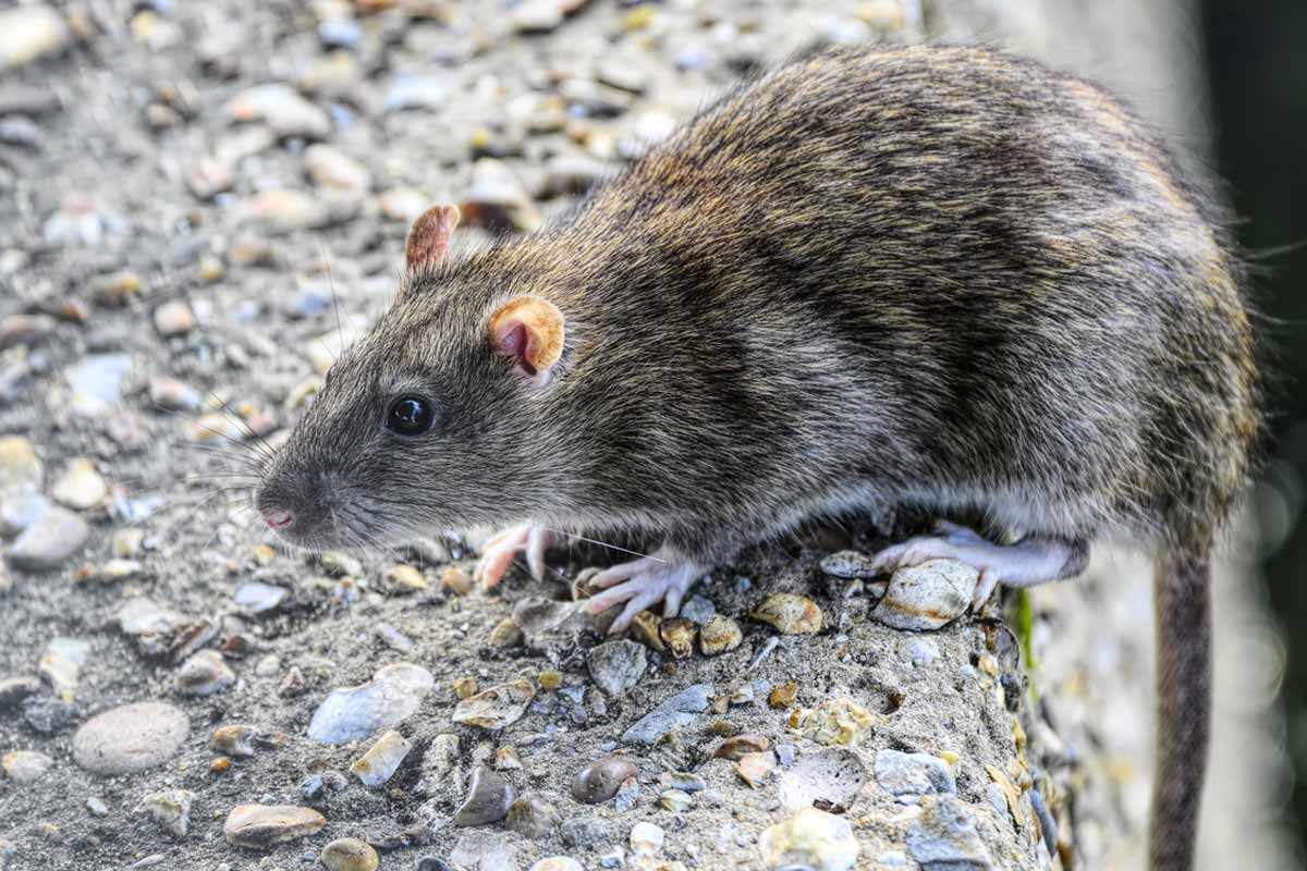 Is Ink Toxic To Rats At Maureen Sweet Blog
