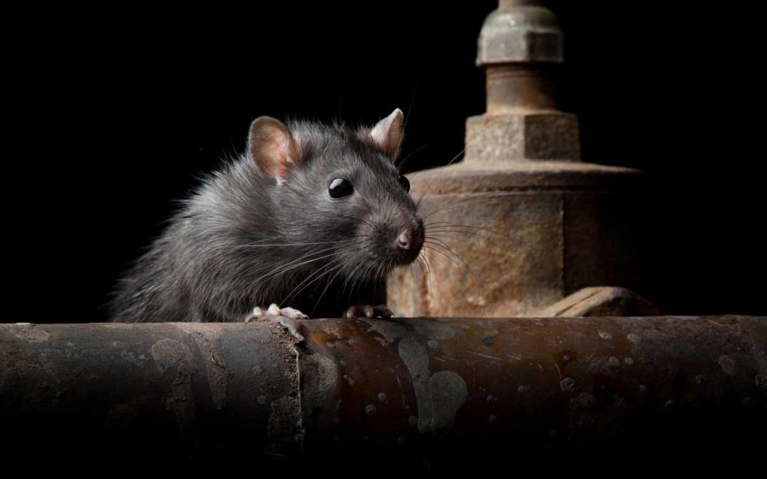 How To Get Rid of Rats