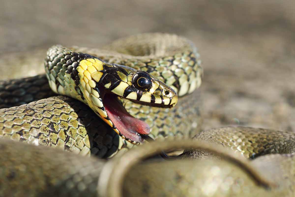 garter snake