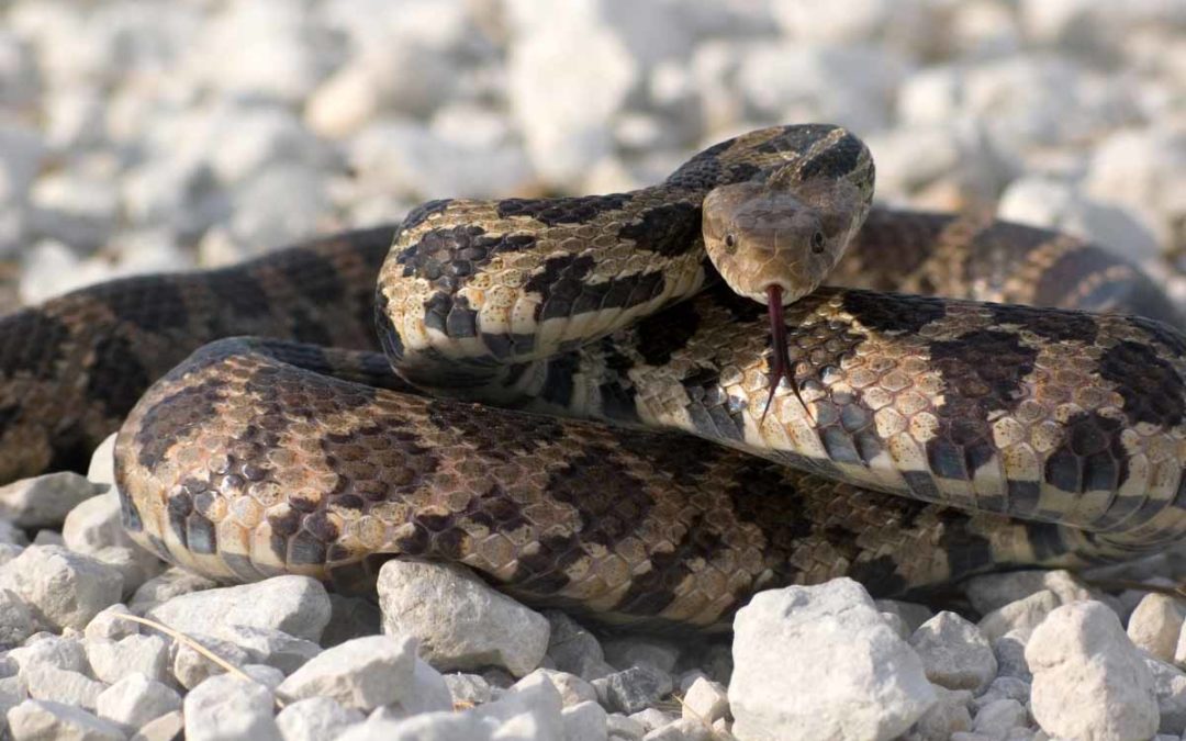 Identifying Snakes – The Good and The Bad
