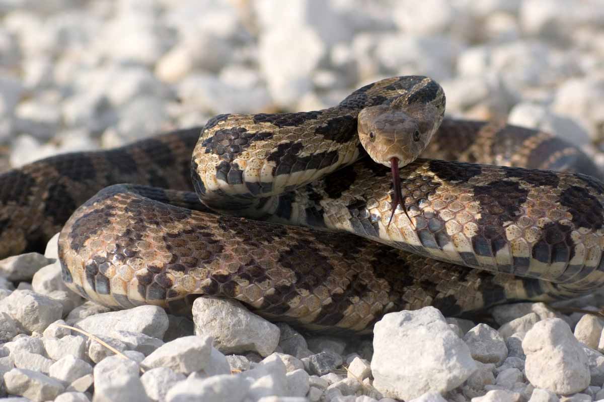 bullsnake