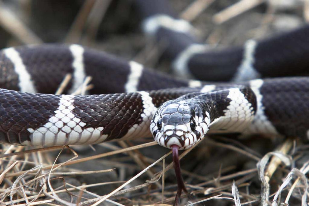 How To Get Rid Of Snakes WildlifeRemoval
