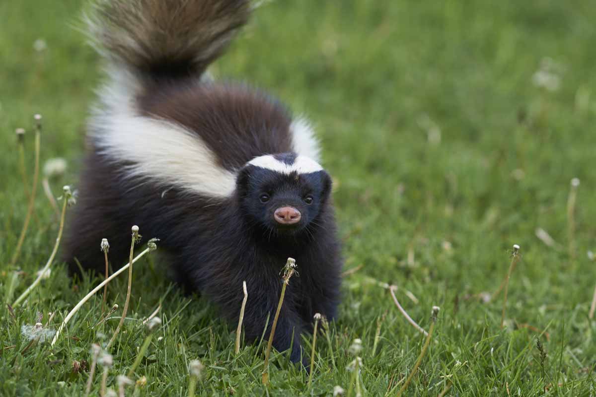 hognosed skunk