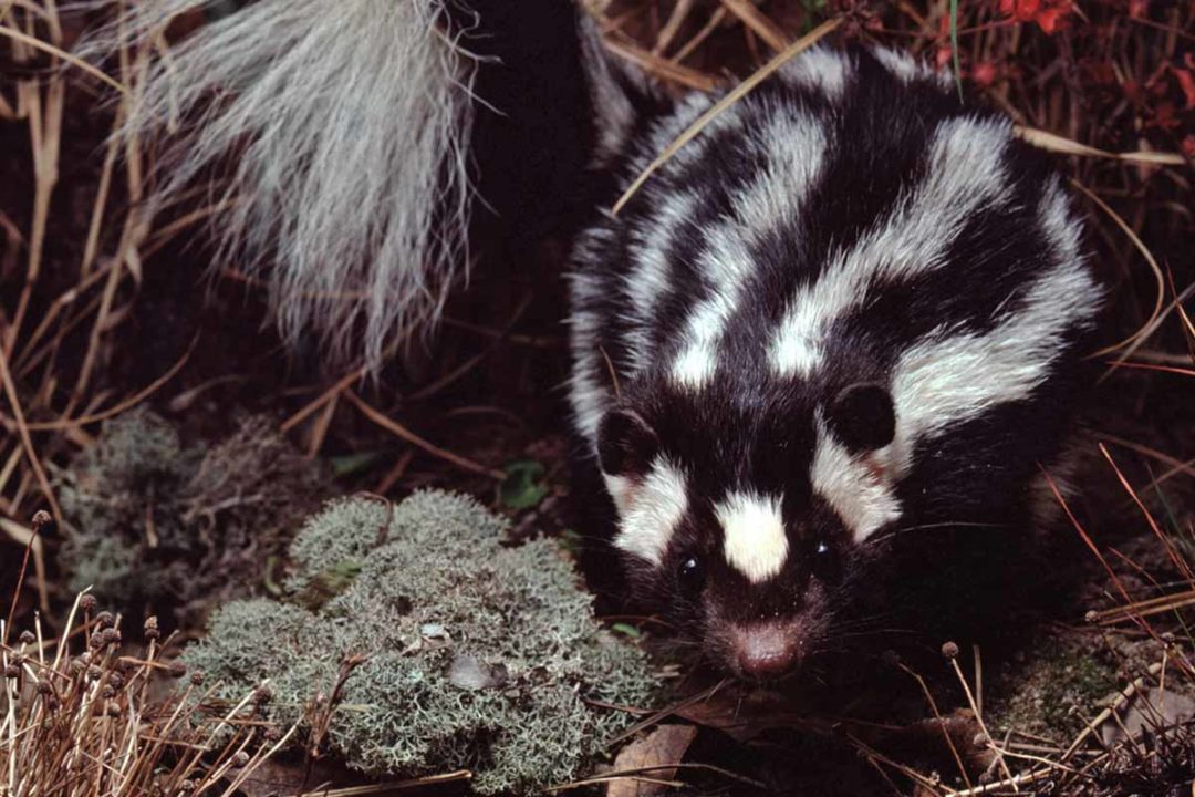 How to Get Rid of Skunks - WildlifeRemoval.com