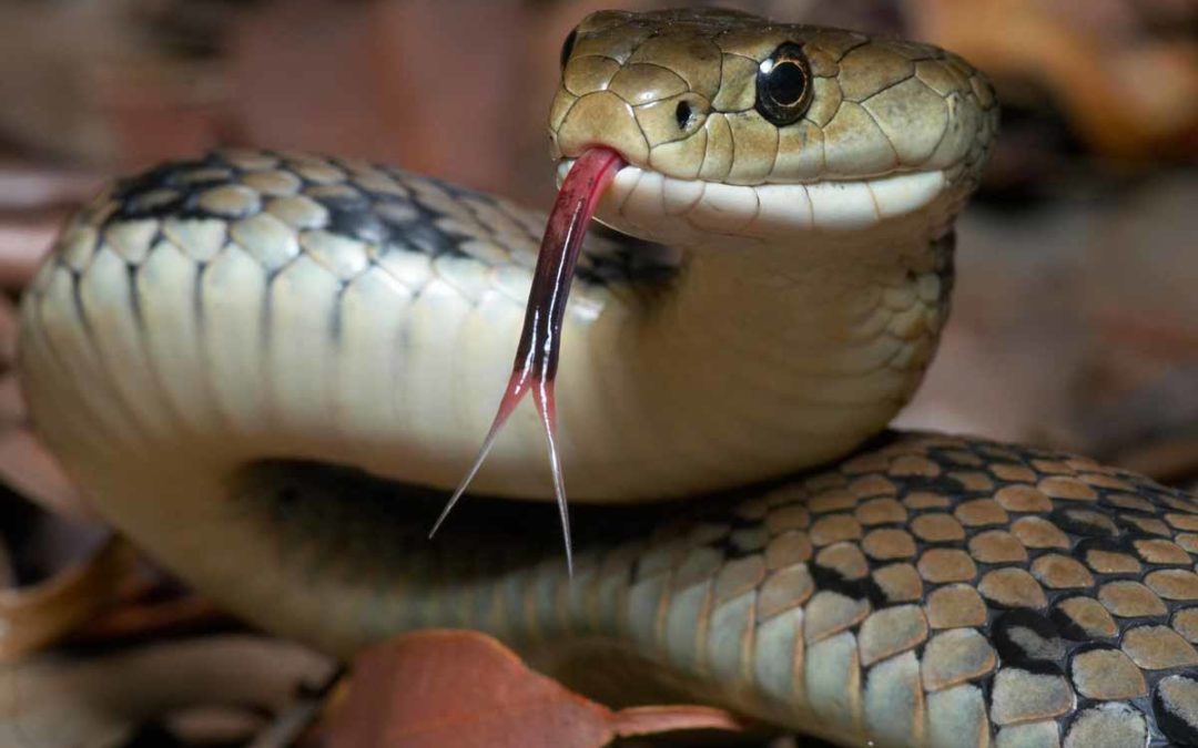 How to Get Rid of Snakes