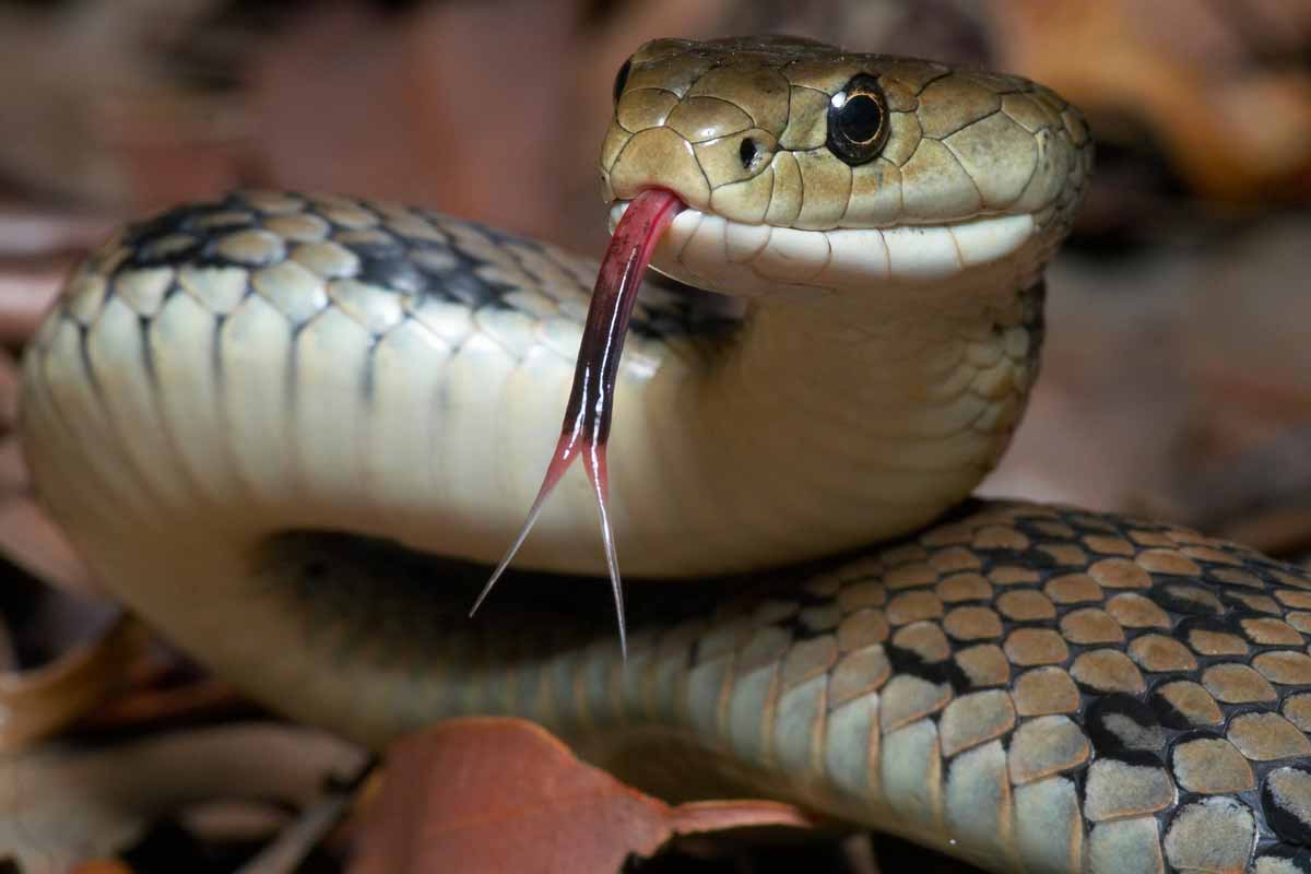 snake with tongue out