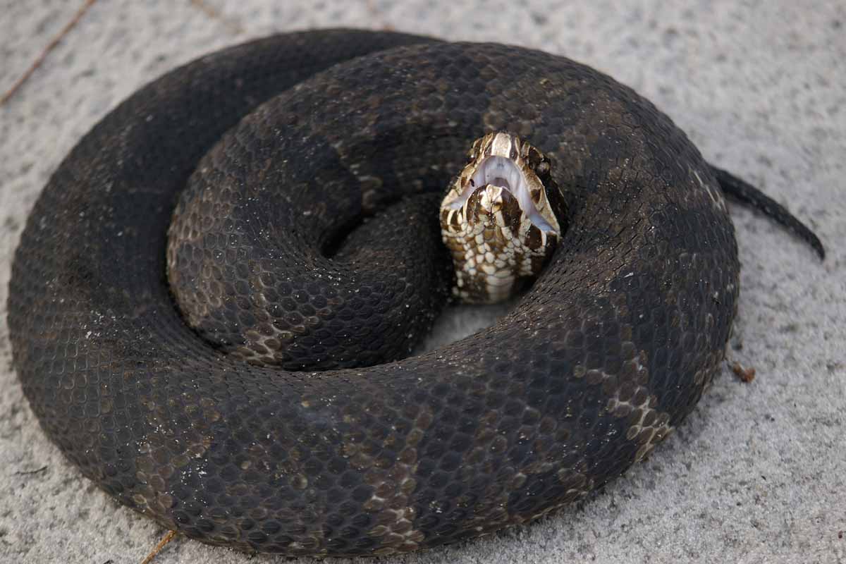 water moccasin 