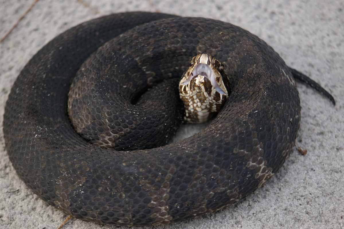 WATER MOCCASIN