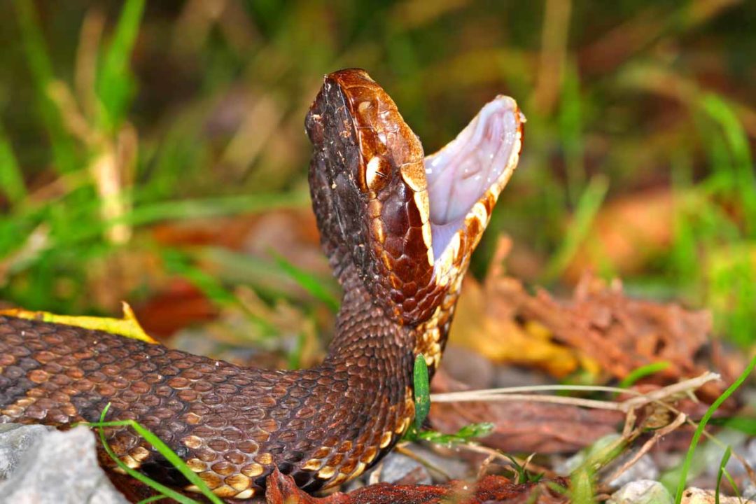 Ortho Snake-B-Gone - WildlifeRemoval.com