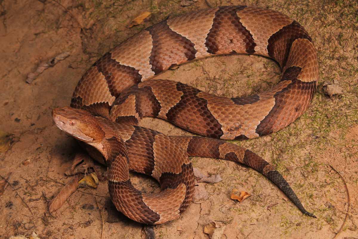 copperhead snake