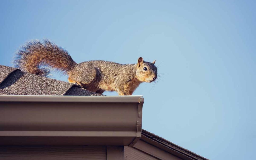 Squirrels In The Attic