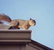 squirrel on a roof