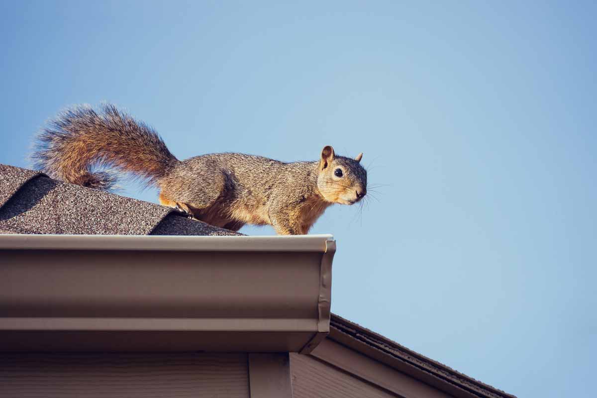 squirrel on a roof