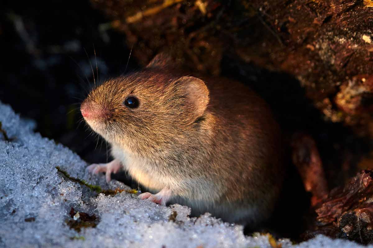 vole in the snow