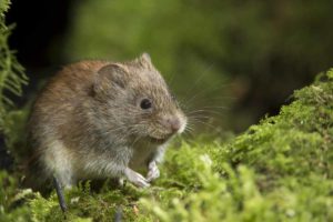 vole on moss