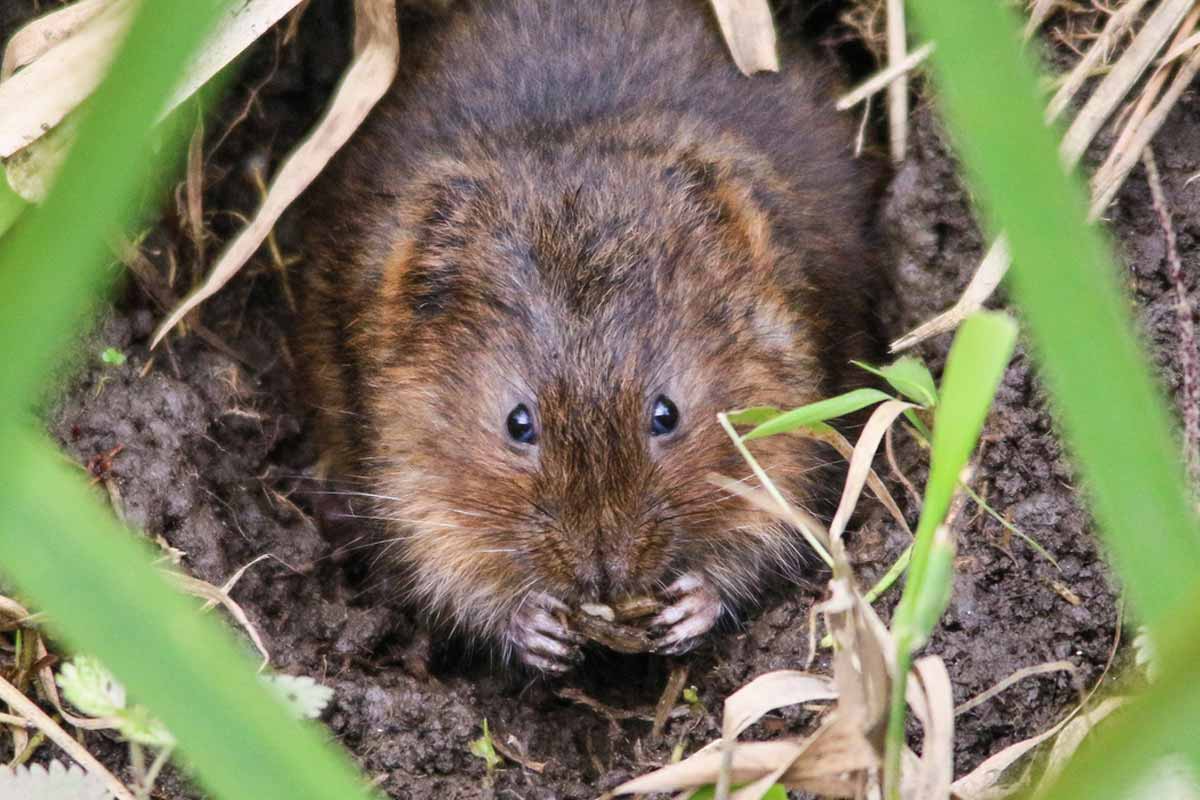 vole eating