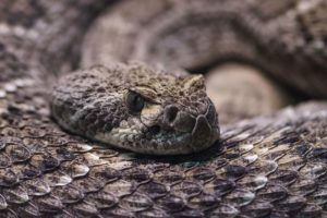 western rattlesnake