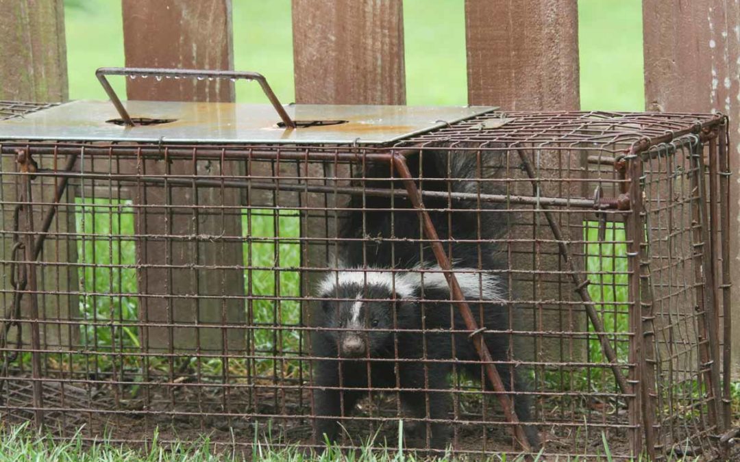 When To Call Animal Control Vs. Wildlife Removal