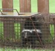 skunk in a cage