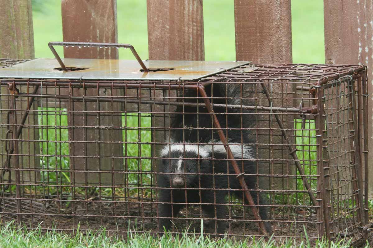 skunk in a cage