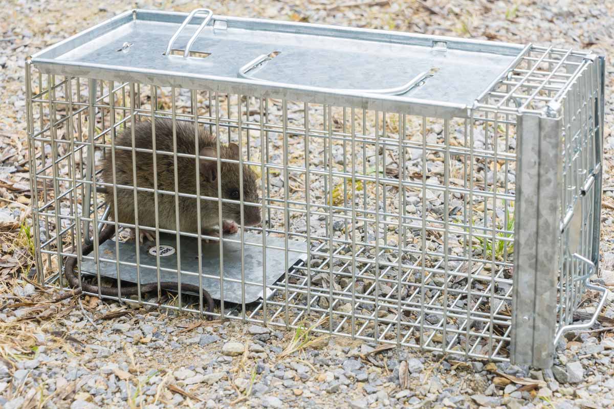 vole in a cage