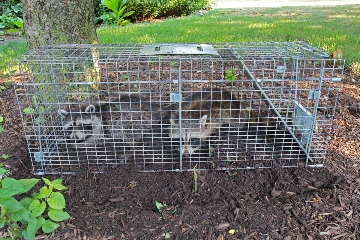 raccoons in a cage