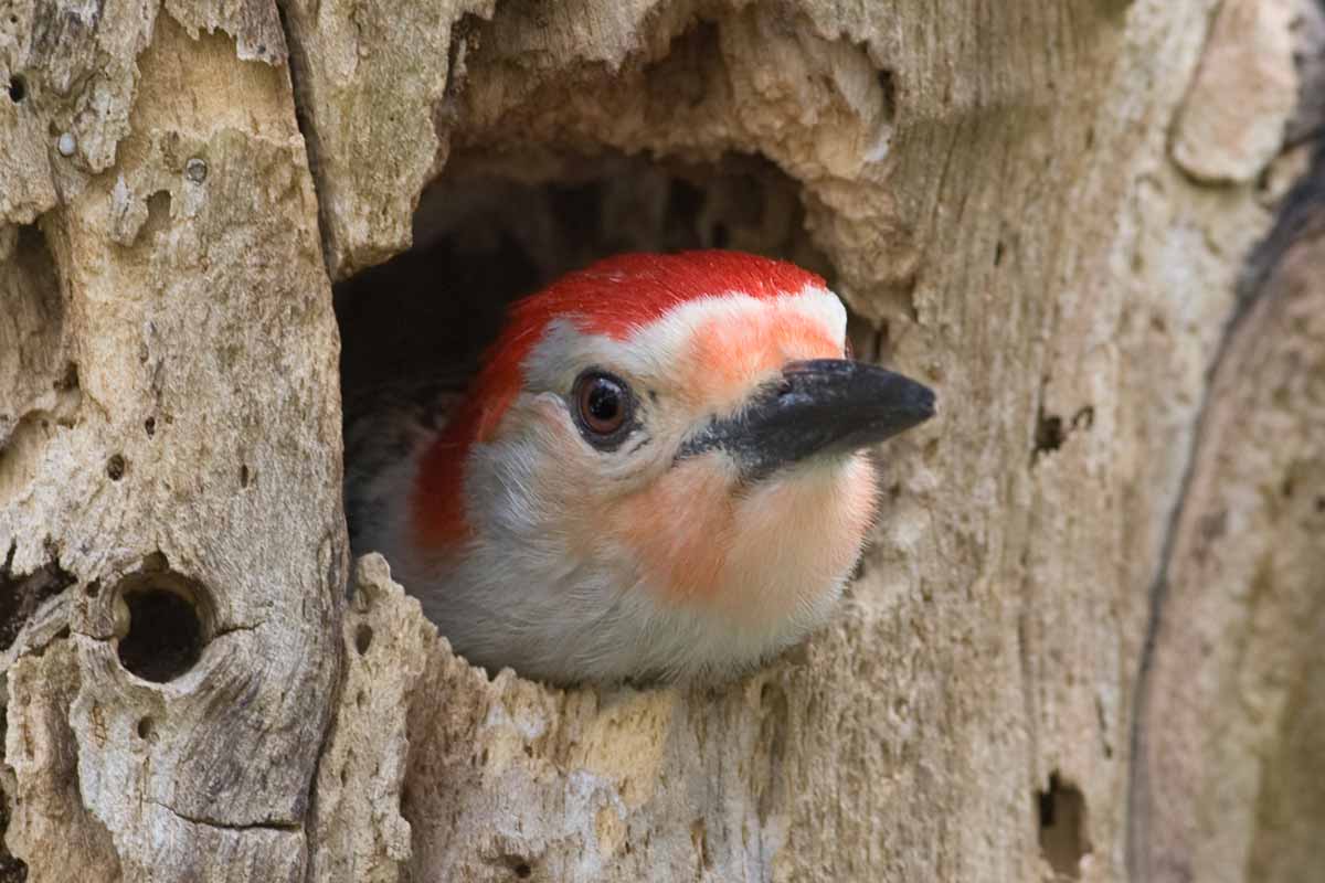 Best Woodpecker Deterrent - WildlifeRemoval.com