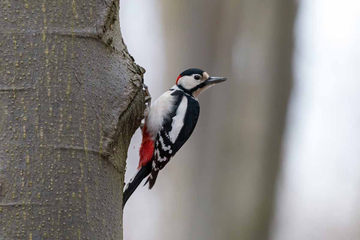 woodpecker